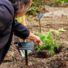 a Native American dropping seeds into the ground in the Atkins Medicinal Plant Garden.