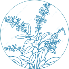 illustration of sage plant