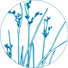 illustration of sweetgrass plant