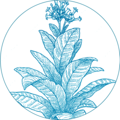 illustration of tobacco plant