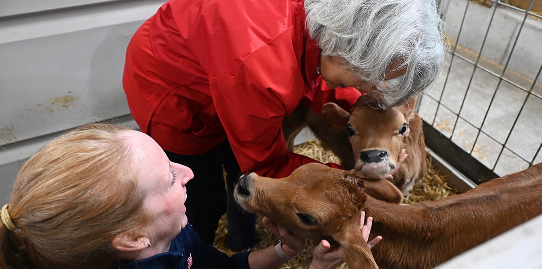 the chancellor wearing a red jacket and bending over to pet two small calves, with a staff member near by